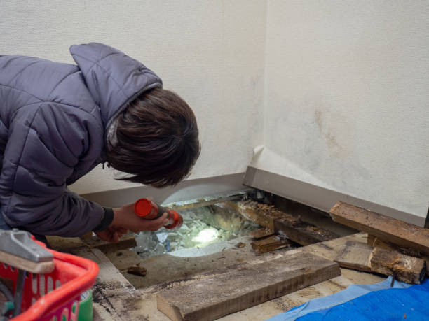 Best Attic Mold Removal  in Chillum, MD