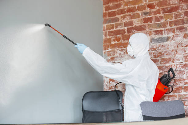 Best Airborne Mold Testing  in Chillum, MD