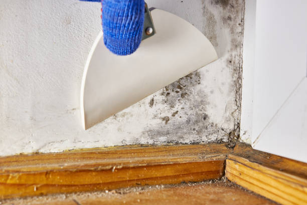 Best Water Damage & Mold Remediation  in Chillum, MD