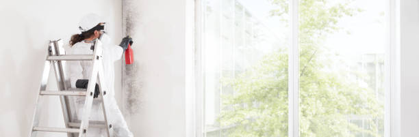 Best Mold Damage Restoration  in Chillum, MD