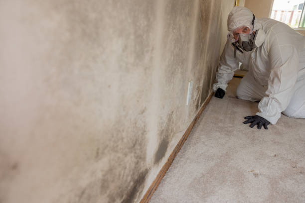 Best Mold Remediation for Vacation Homes  in Chillum, MD